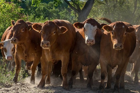 Buntscheck cattle in the open