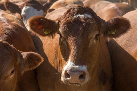 Portrait of a Buntscheck cattle in the open