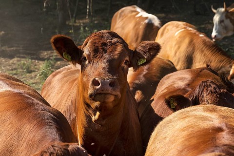 Buntscheck cattle in the open