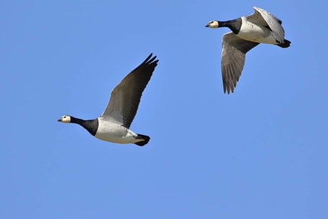 Barnacle geese