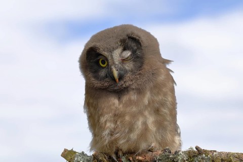Tengmalm's Owl