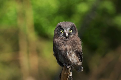 Tengmalm's Owl