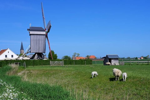 Sheep grazing in the polder in front of the windmill Geersensmolen