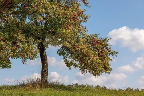 Apple tree