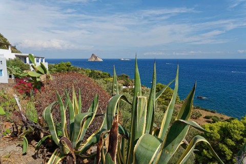 American agave