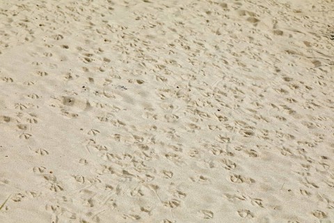 Footprints of seagulls