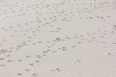Footprints of seagulls