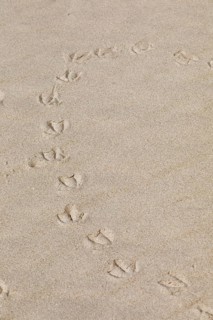 Footprints of seagulls