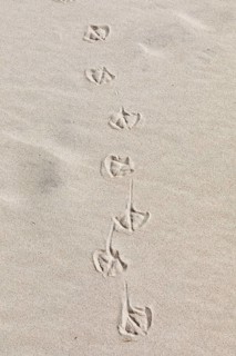 Footprints of seagulls