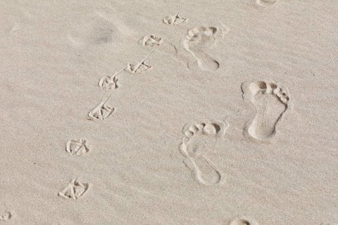 Footprints of man and seagulls