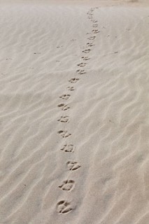 Footprints of seagulls