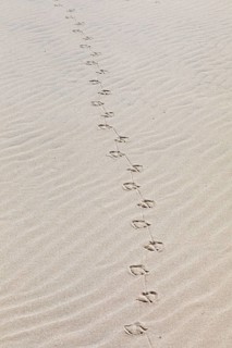Footprints of seagulls