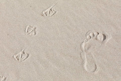 Footprints of man and seagulls
