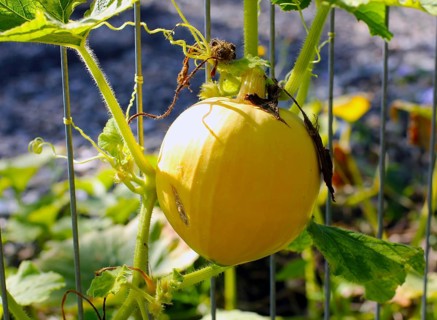 Home grown