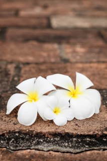 Three white frangipani