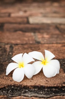 Delicate white frangipani