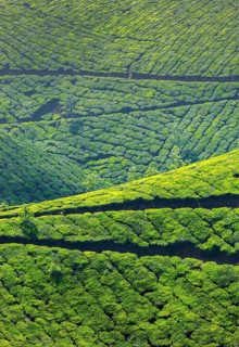 Tea plantations. Munnar