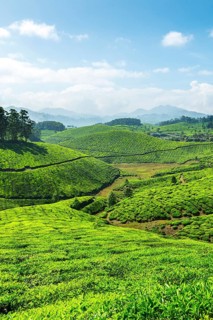 Tea plantations. Munnar