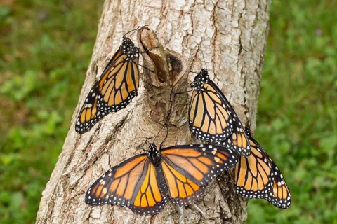 Monarch butterfly four butterflies with open and closed wings sitting on tree trunk different vision