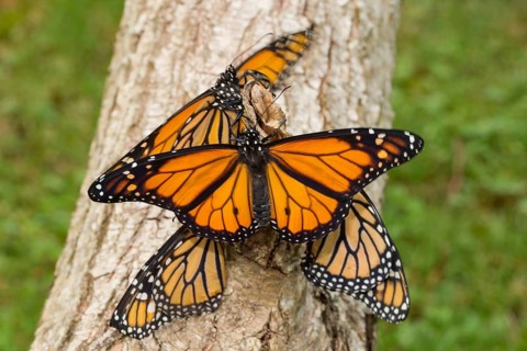 Monarch butterfly four butterflies with open and closed wings sitting on tree trunk different vision