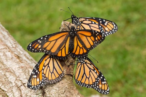 Monarch butterfly four butterflies with open and closed wings sitting on tree trunk different vision