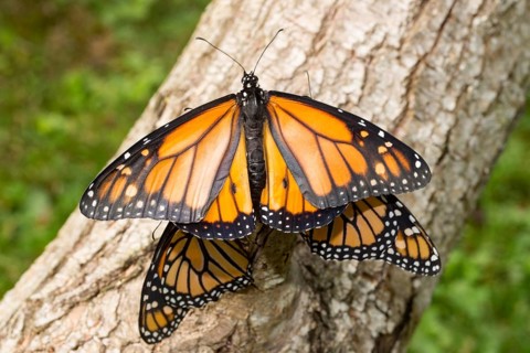 Monarch butterfly three butterflies with open and closed wings sitting on tree trunk different vision