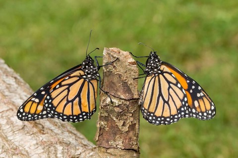 Monarch butterfly two butterflies with closed wings sitting on tree trunk looking at each other