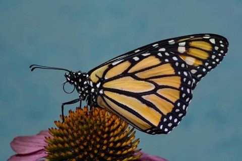Monarch butterfly male with closed wings sitting on pink flower looking left against blue sky
