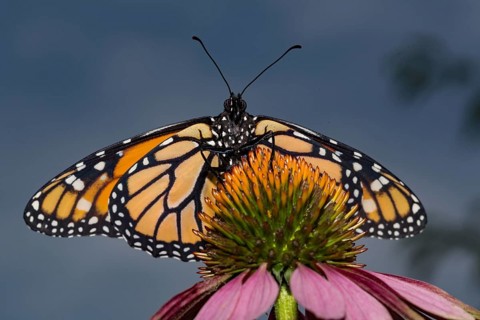 Monarch butterfly male butterfly with open wings sitting on pink flower looking from the front