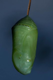 Monarch butterfly pupa hanging on a branch against a blue sky