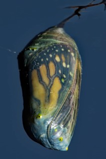 Monarch butterfly pupa hanging on a branch against a blue sky