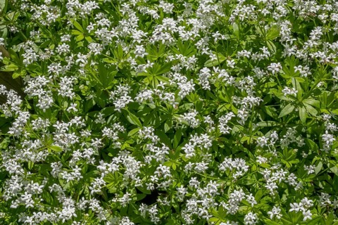 Woodruff