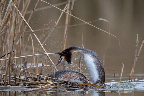 Great Crested Grebe