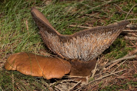 Velvet foot crempling two brown fruiting bodies next to each other