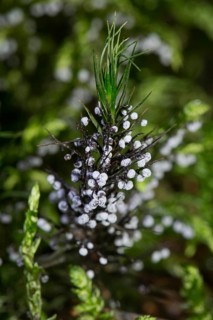 Mucilage fungus Physarum leucopus Fruiting body several round lime-dusted heads on green moss