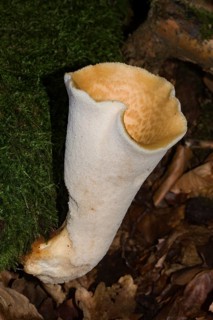 Scaly porling fruiting body with white stalk and light yellow cap with light brown scales growing on mossy tree trunk