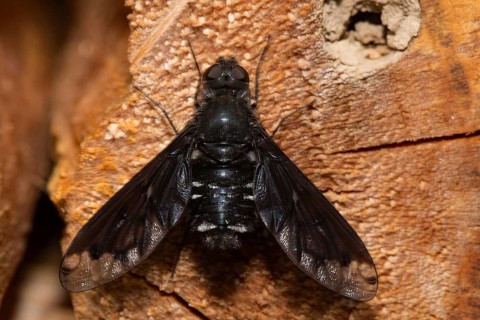 Bee fly sitting on piece of wood from behind