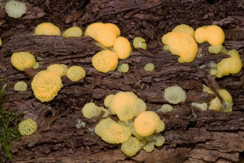 White-yellow net cushion many white and yellow pore-like fruiting bodies on tree trunk