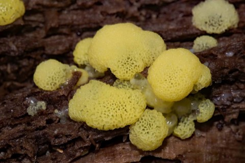 White-yellow net cushion several yellow pore-like fruiting bodies on tree trunk