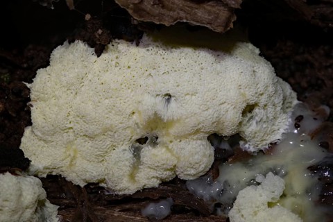 White-yellow net cushion white pore-like fruiting bodies with Plasmodium on tree trunk