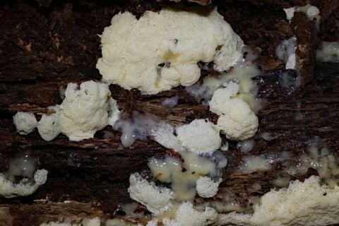 White-yellow net cushion white pore-like fruiting bodies with Plasmodium on tree trunk