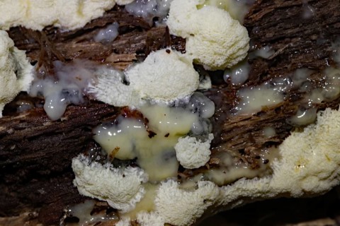 White-yellow net cushion white pore-like fruiting bodies with white plasmodium on tree trunk