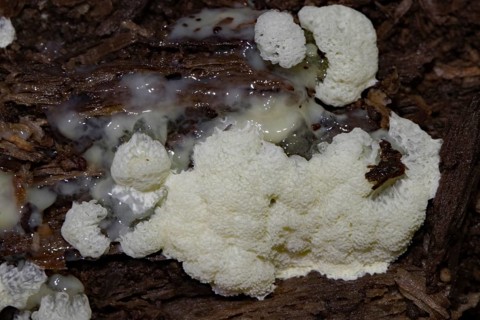 White-yellow net cushion white pore-like fruiting bodies with Plasmodium on tree trunk