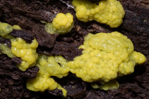 White-yellow netted yellow pore-like fruiting bodies on tree trunk