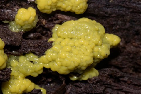 White-yellow netted yellow pore-like fruiting bodies on tree trunk