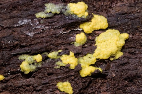 White-yellow net cushion yellow pore-like fruiting bodies with Plasmodium on tree trunk