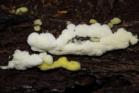 White-yellow net cushion white and yellow pore-like fruiting bodies on tree trunk
