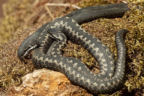 Adder seeing two snakes entwined lying on moss facing each other