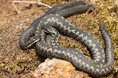 Adder seeing two snakes entwined lying on moss facing each other