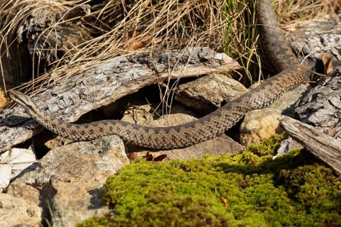Adder lying on stones left sighted